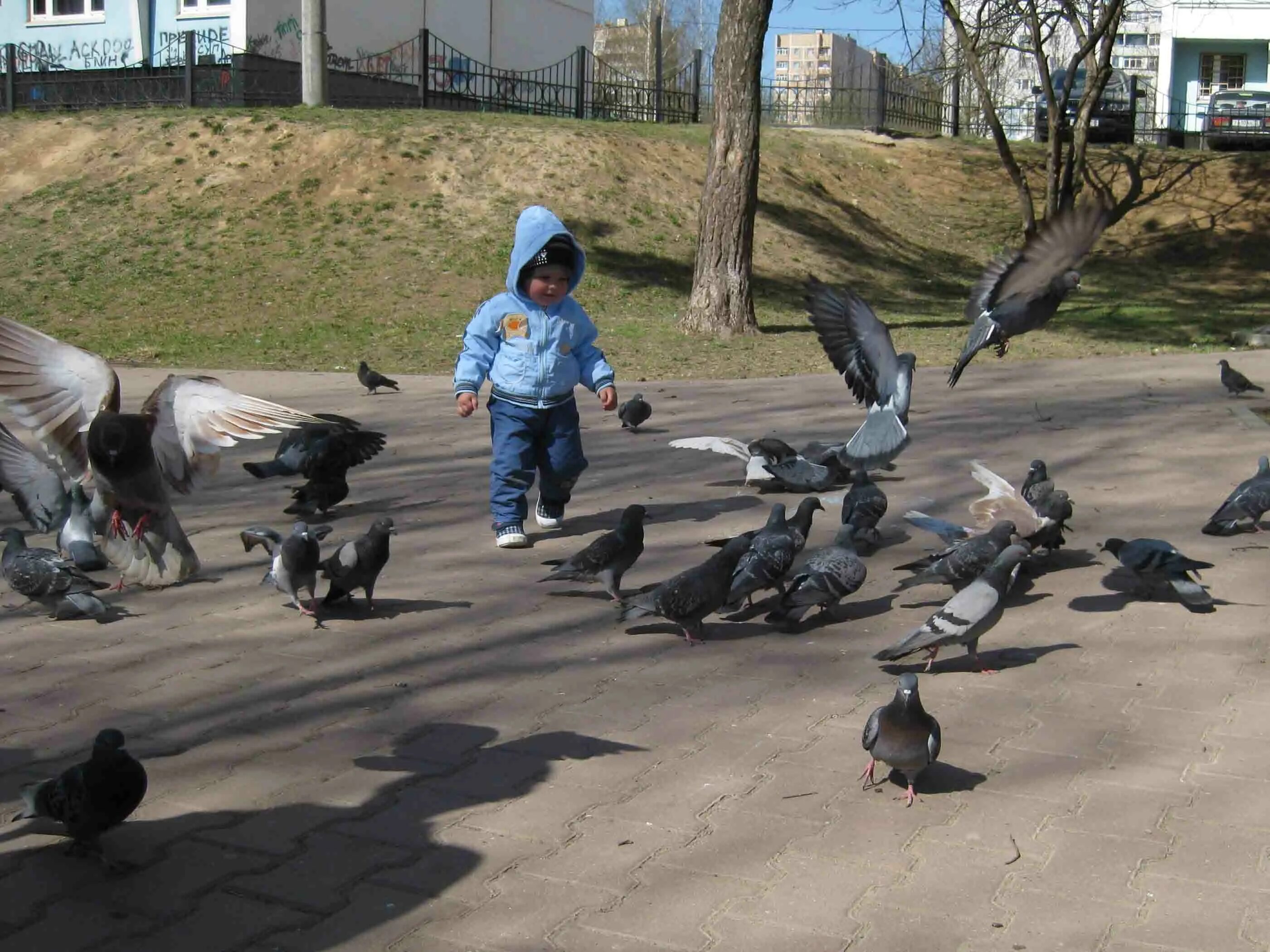 Московский гуль голубь. Гули сегодня. Голубь гуль. Гуль гуль гуль гуль. Гуль гуль гуль гуль гуль.