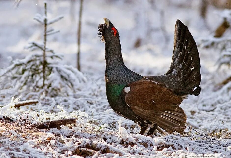 Глухарь (Tetrao urogallus). Тетерев Глухарь рябчик охота. Глухарь тетерев рябчик. Глухарь ХМАО