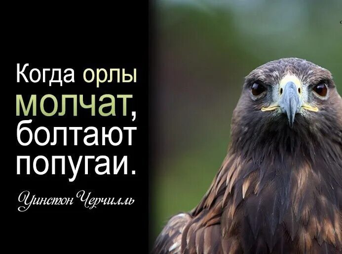 Хочу есть орел. Пока Орлы молчат болтают попугаи. Когда Орлы молчат. Когда Орел молчит попугаи. Цитаты про орла.