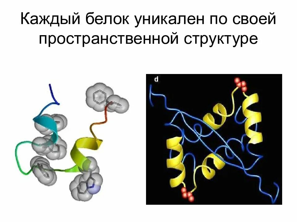 Трехмерная структура белка функции. Трехмерная структура белков. пространственная структура белков. трехмерная структура белка. строение белка генетика.