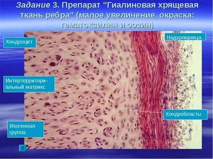 Препараты хряща
