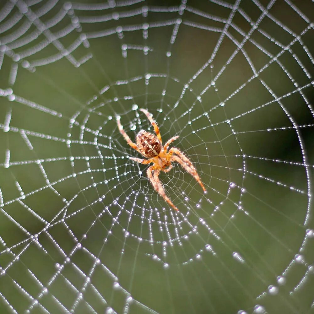 Паук-параплектана. Паук 2x1. Интересные паучки. Крестовик обыкновенный паук. Желтый сак паутина.