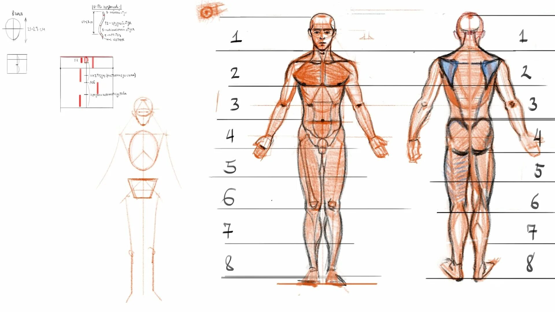 8 частей человека. Пропорции человека рисунок. Пропорции тела человека. Пропорции человеческого тела. Пропорции человека для рисования.