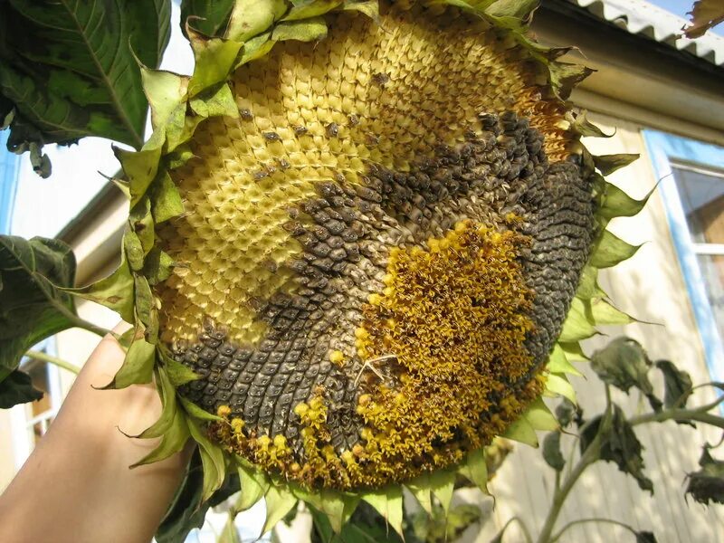 Подсолнух с семечками. Семечки подсолнуха. Подсолнечник калифорнийский. Подсолнух сорт казацкий. Семена подсолнуха.