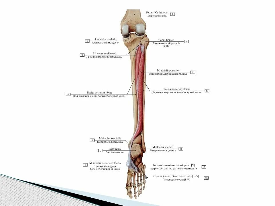 Болит большая берцовая. Задняя большеберцовая мышца анатомия функции. Задняя большеберцовая мышца голени функции. Крепление задней большеберцовой мышцы. Анатомия передней большеберцовой мышцы.