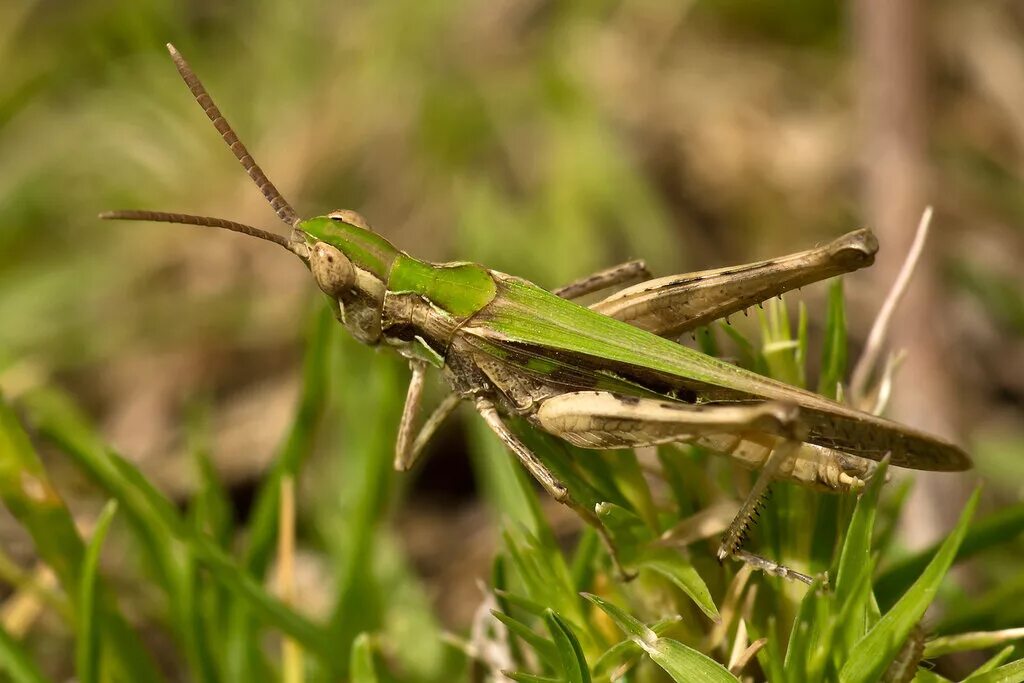 Прыгунчики Прямокрылые. Ordo Прямокрылые - Orthoptera:. Прямокрылые саранчовые. Прямокрылые вредители. Прямокрылые насекомые развитие