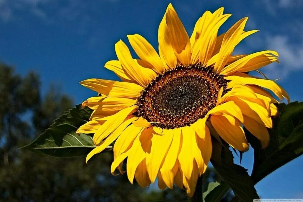 Подсолнечник Кримсон. Цветковые. Подсолнух. Подсолнечник (Helianthus). Подсолнечник Арлекин. Sun flower отзывы