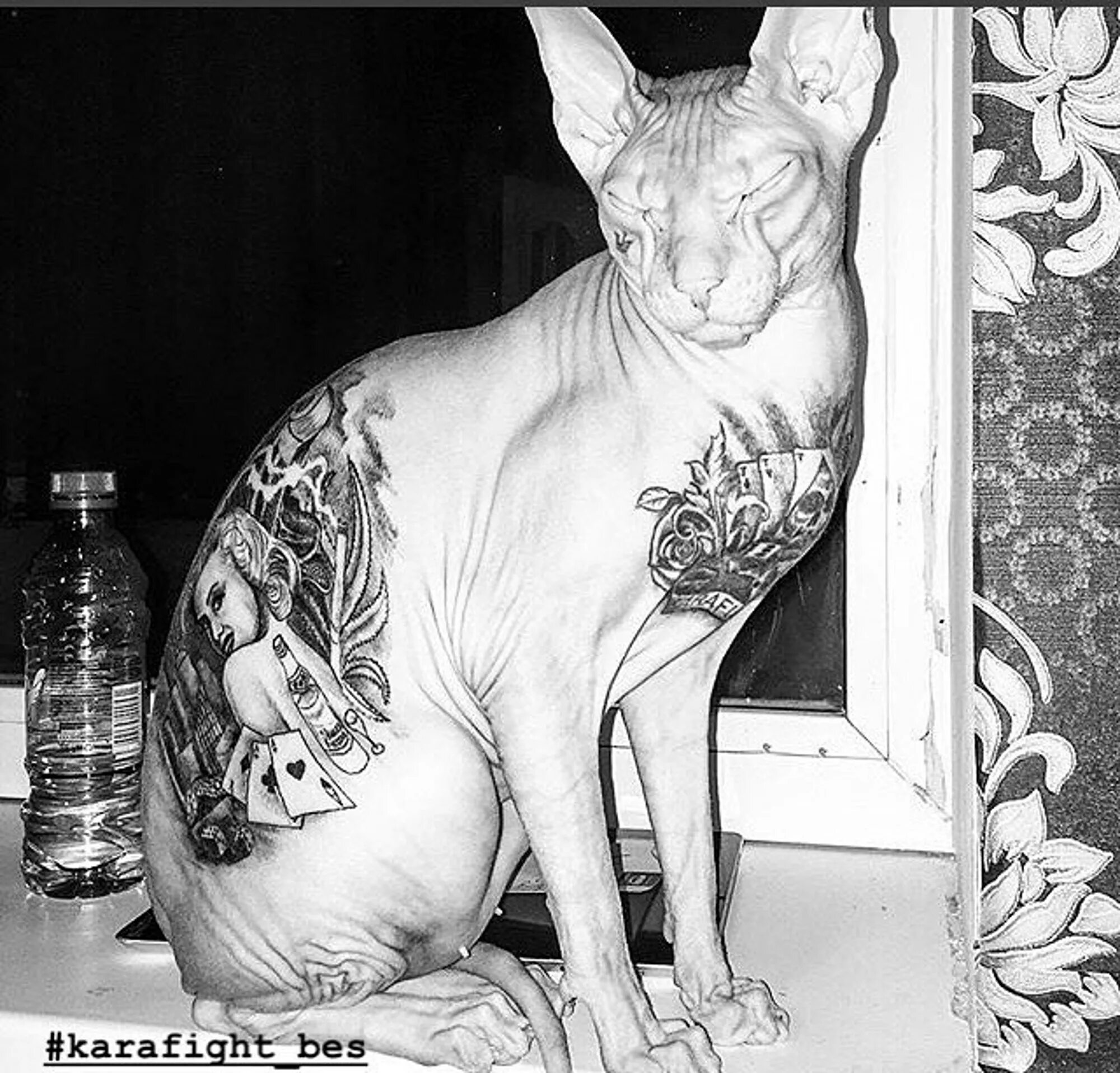 Сфинкс в татуировках. Татуировка сфинкс кошка. Татуированный сфинкс бесс. Сфинкс зэк. Татуированный кот сфинкс.