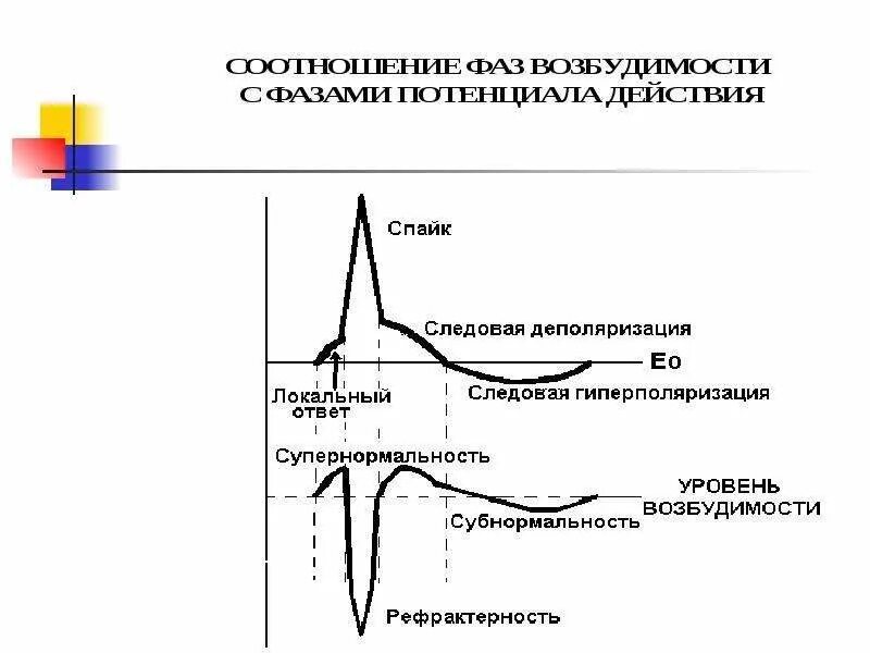 Фазы изменения возбудимости. Возбудимость в фазу следовой деполяризации. фазовые изменения возбудимости. фаза деполяризации потенциала действия.