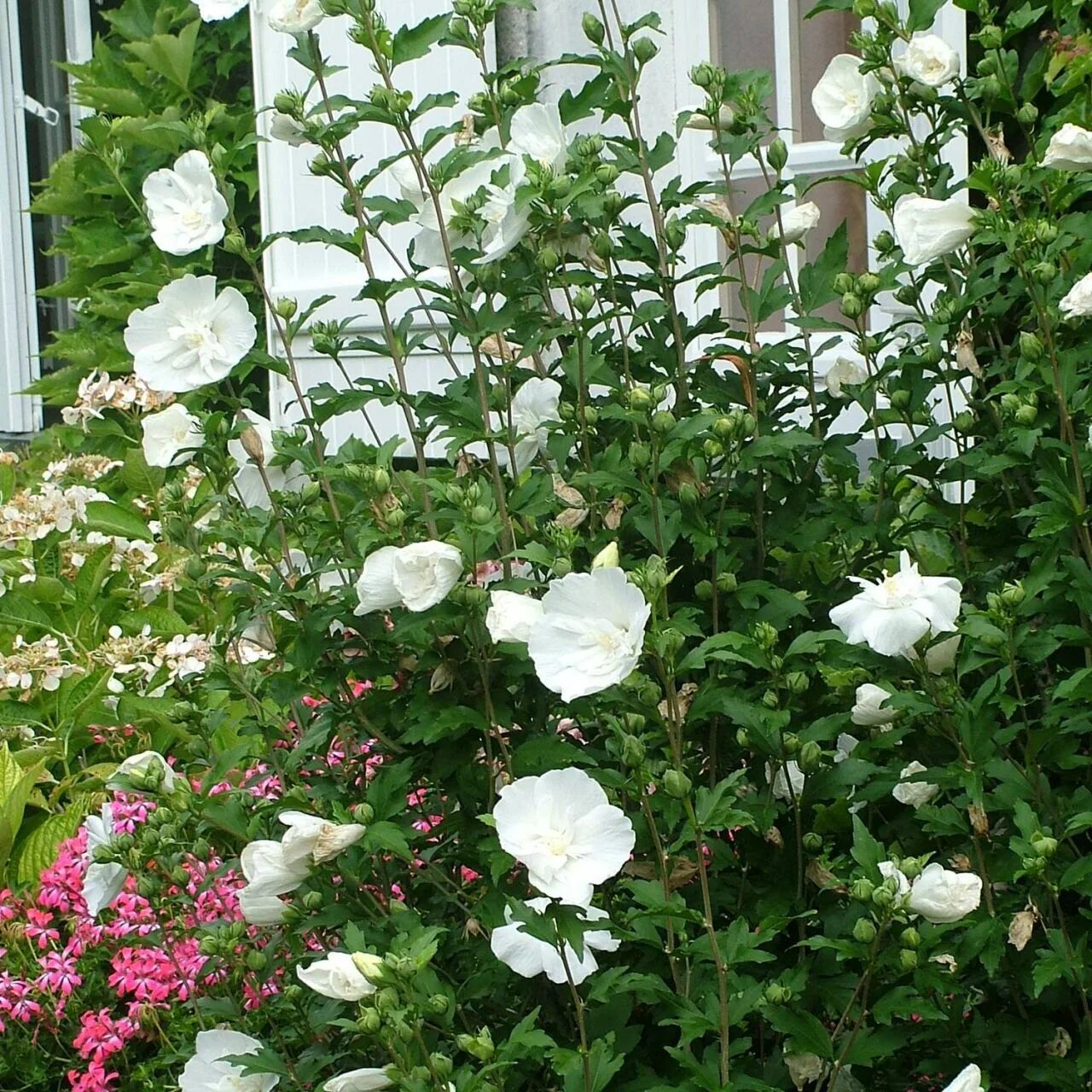 Гибискус вайт шифон. Гибискус сирийский white chiffon. гибискус сирийский уайт чиффон. hibiscus syriacus &#039;double white chiffon&#039;.