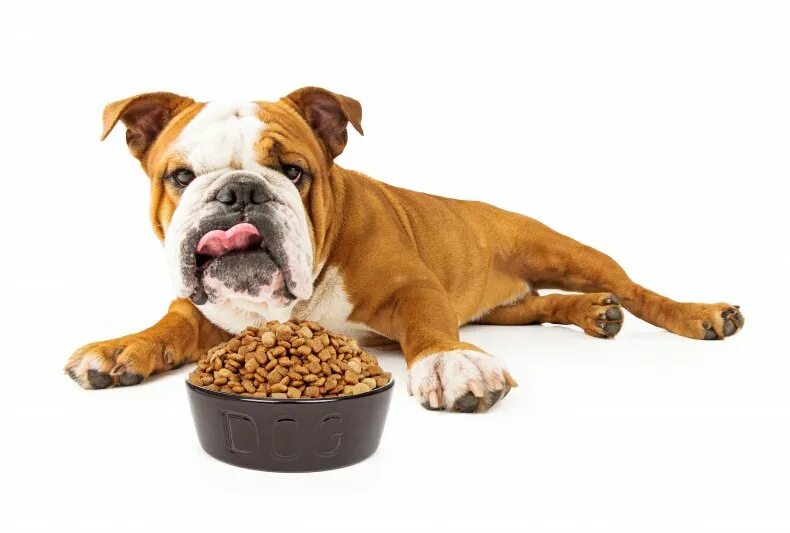 Корм для собак. Собака кушает. Собака ест сухой корм. Собачья еда. Собака кушает корм