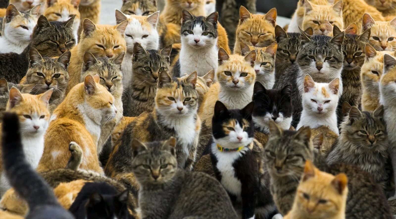 Приснилось много кошек. 40 Кошек. Коты в - 40°. Фото кучи сорок. Много кошек идут за девушкой фото.