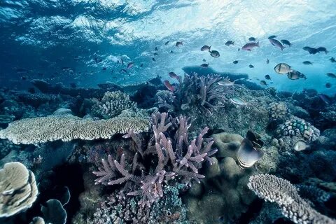 В каком из морей обитают коралловые рифы