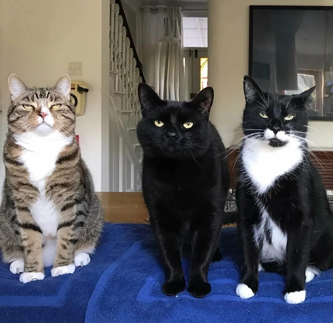 Нет 3 кошки. Смешные кошки. Три кошки. Три кошки смешные. Трое кошек.