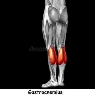 Lower leg