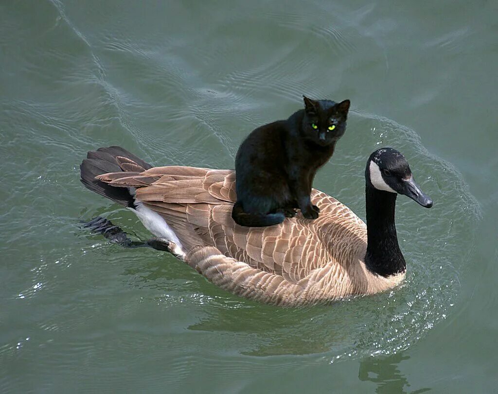 Cat duck. Кот гуся. Кошка утка. Гусь и утка. Гусь плывет.