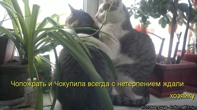 Жду с нетерпением. Жду всех с нетерпением. Плохой кот. Чекупила фото. Я в нетерпении.