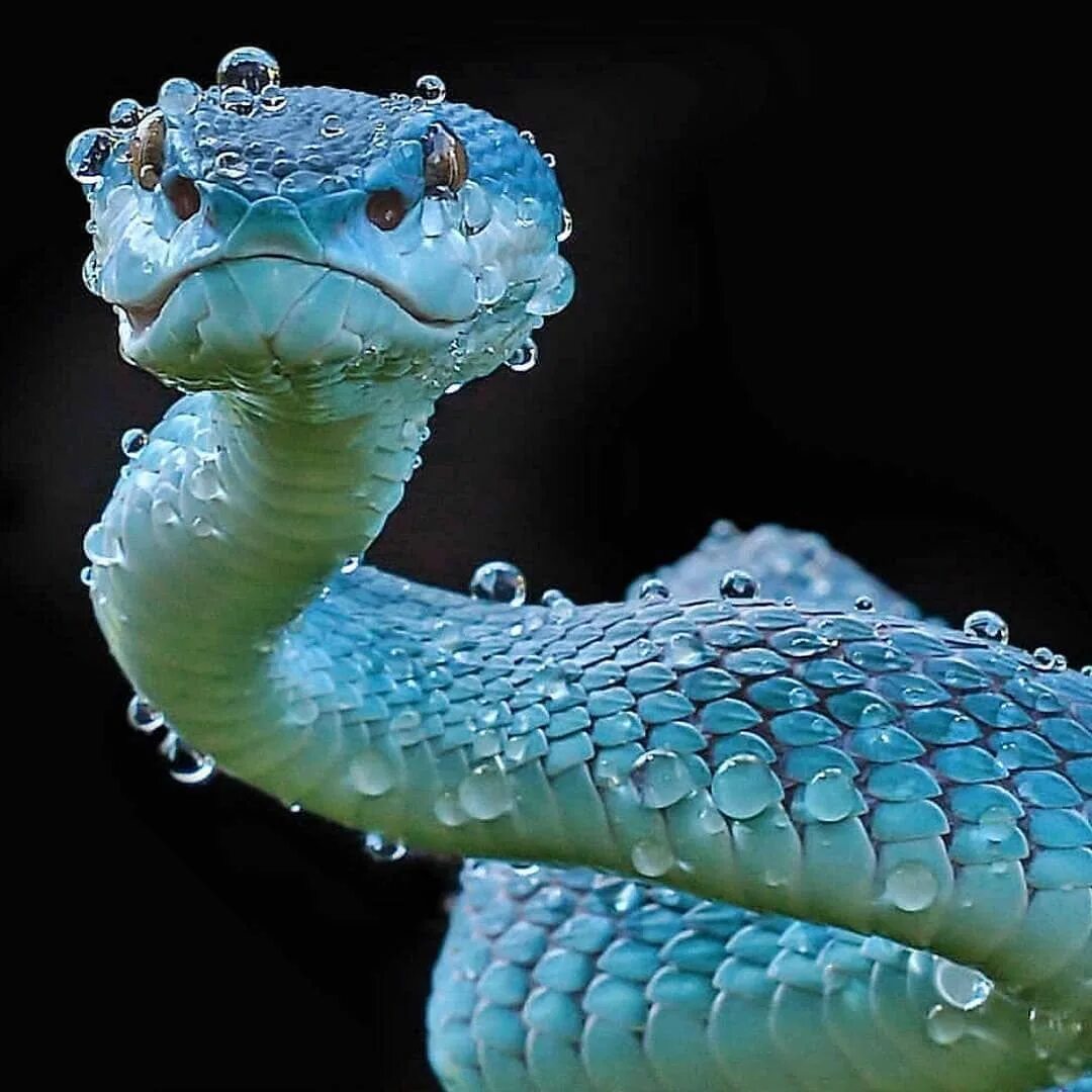 Красивая змейка. Голубая куфия змея. Голубая куфия гадюка. Островная куфия голубая. Куфия змея Белогубая.