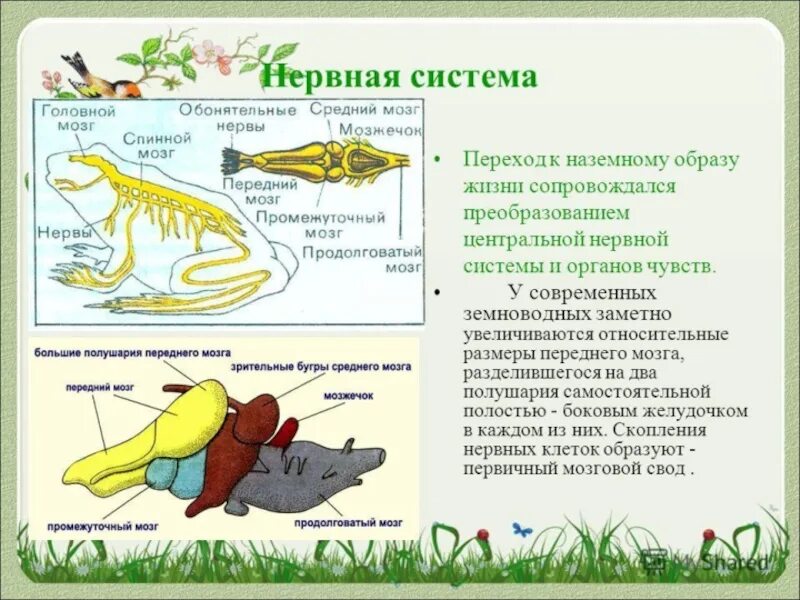 Система органов земноводных 7 класс. Нервная система система земноводных. Земноводные строение дыхательной системы. Дыхательная система земноводного строение. Дыхательная система лягушки 7 класс биология.