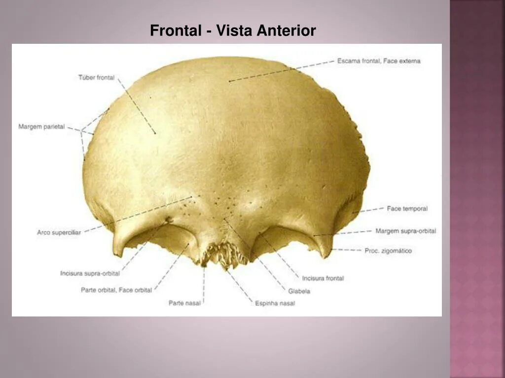 Глабелла лобной кости. Строение лобной кости черепа человека анатомия. Теменная кость анатомия человека. Теменная кость черепа анатомия.