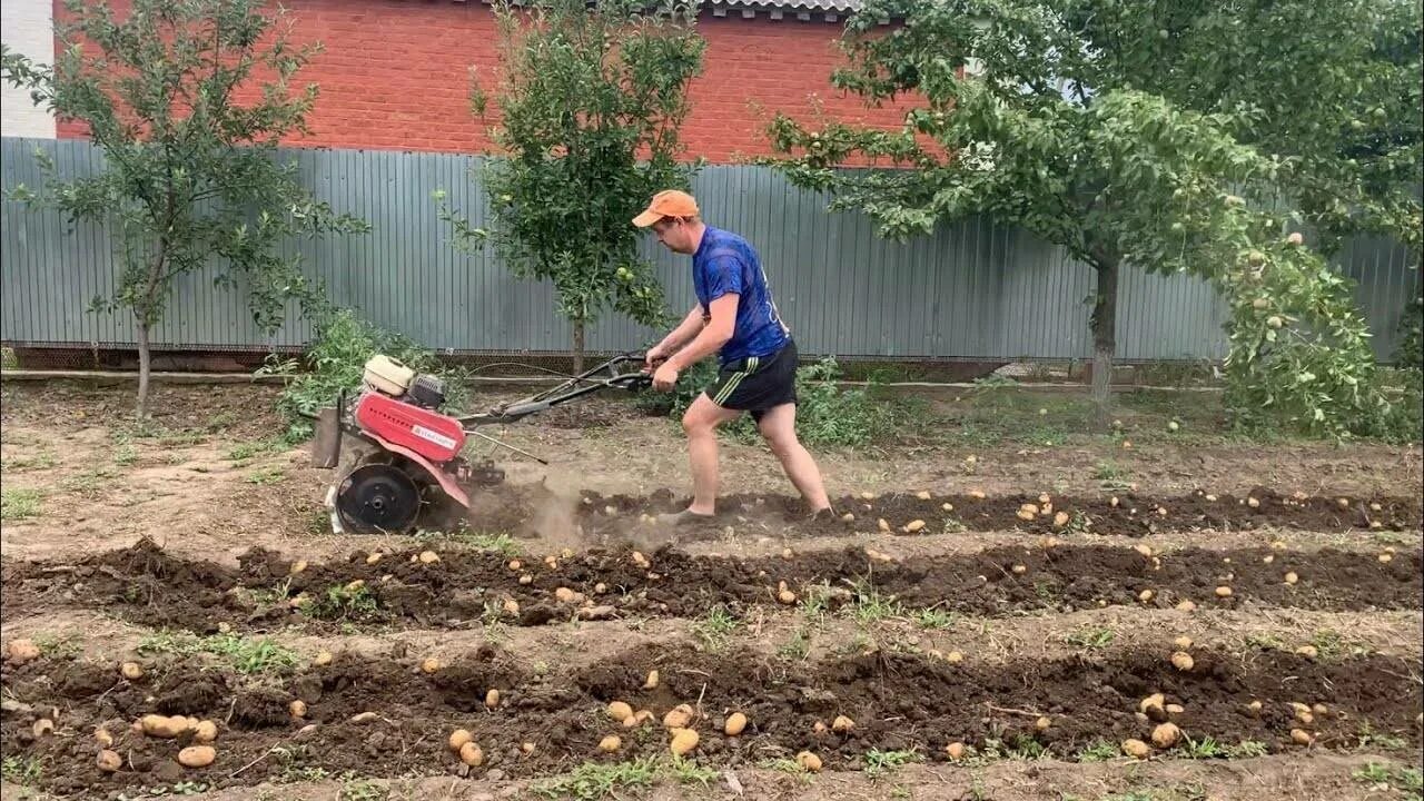 Копка картофеля мотоблоком агат. Мотоблок копает картошку.