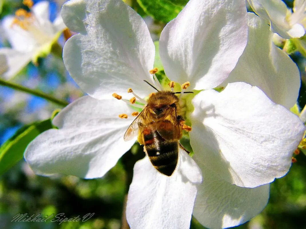 Какие отношения между яблоней и пчелой