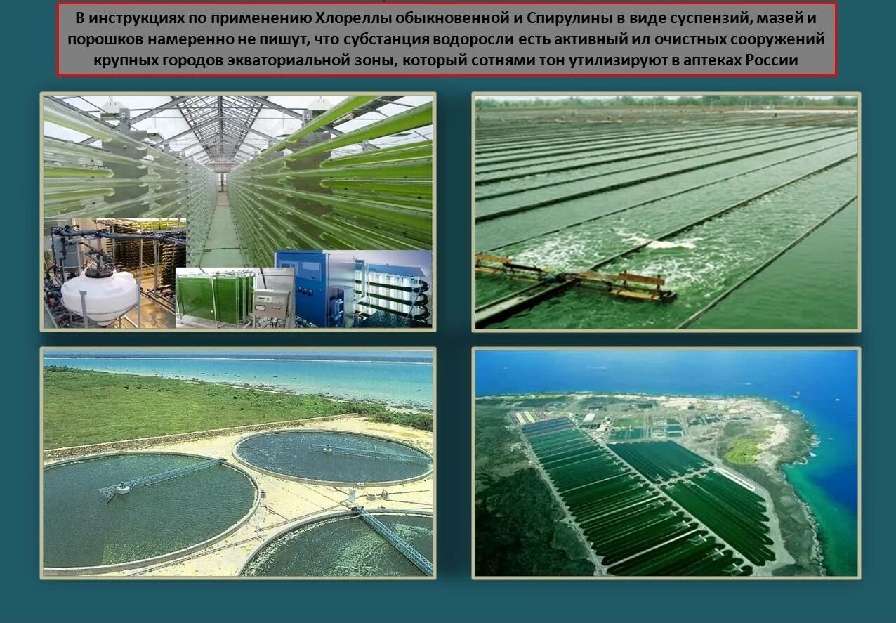 Хлорелла сообщение 7 класс. Хлорелла сообщение 7 класс