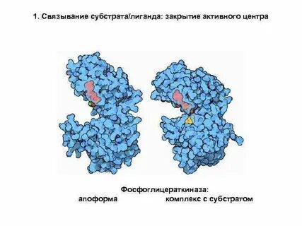Субстрат белка