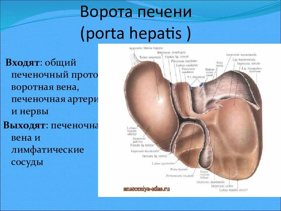 Анатомические образования в воротах печени. Строение печени доли ворота печени. Анатомические образования которые входят в ворота печени. Анатомические образования в воротах печени анатомия латынь. В какой состав органов входит печень