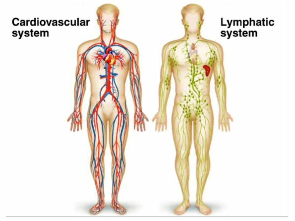 Кровеносная и лимфатическая система человека. Кровяная и лимфатическая система. Венозная и лимфатическая система. Сердечно сосудистая система и лимфатическая система. Где находятся кровеносные и лимфатические сосуды