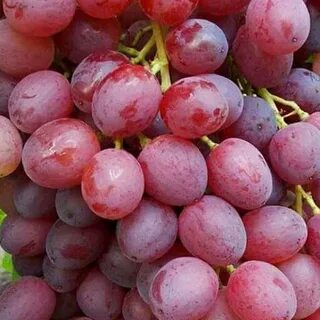 Кишмиш велес виноград описание сорта фото отзывы
