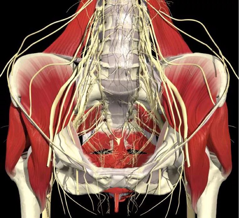 Мышечная система диафрагма. Мышцы дна малого таза анатомия. Нервы мышц тазового дна. Анатомия малого таза женщины. Анатомия таза женщины мышцы органы.