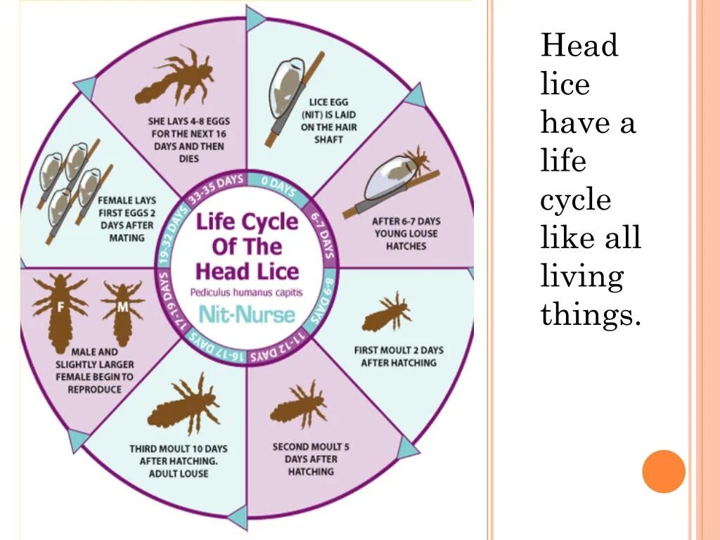 Aphids Life Cycle. Living things around us презентация.