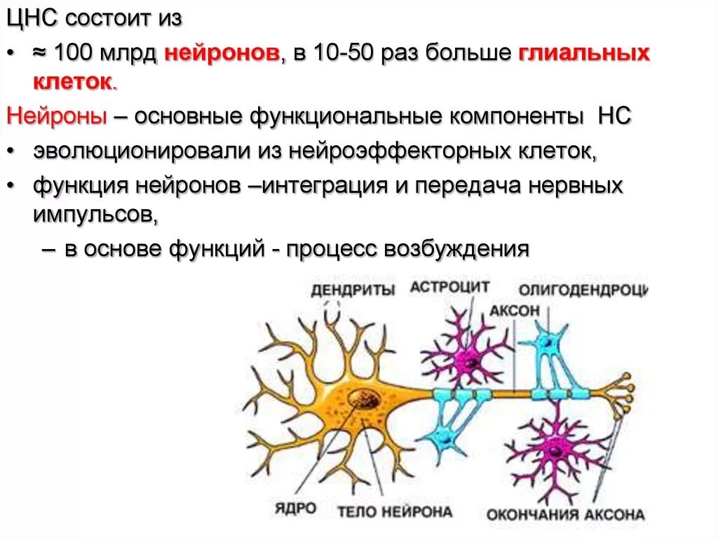 Нейронов и нейроглии строение и функции нейрона. Схема нервная ткань Нейрон нейроглия. Глиальные клетки спинного мозга. Нейроглия в спинном мозге.