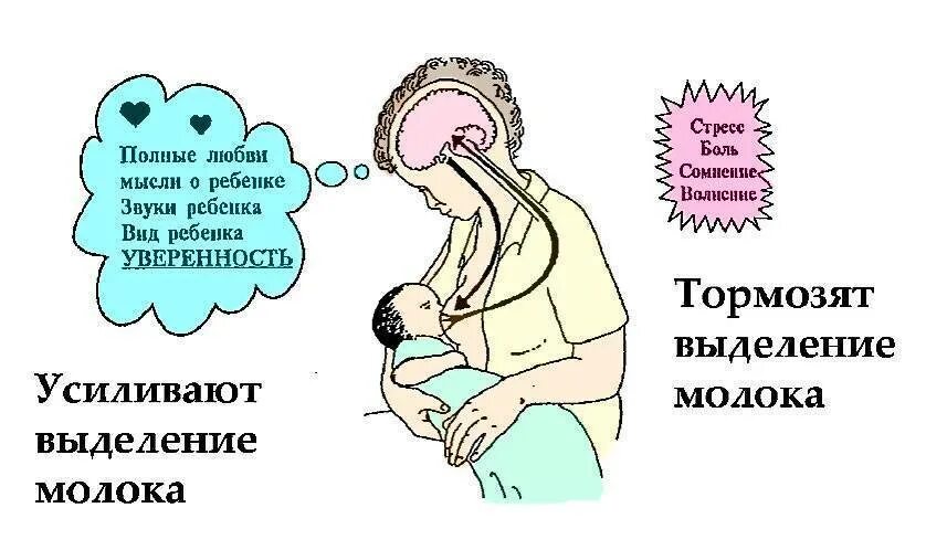 Пришло молоко после родов. Что делать чтобы пришло молоко. Молоко грудное после родов как. Когда приходит грудное молоко после родов. Что делать чтобы пришли роды