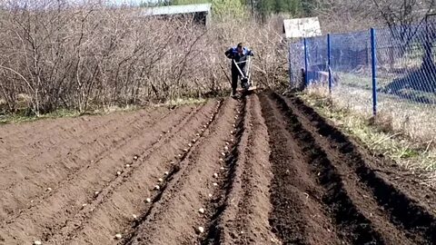 Как правильно садить картошку мотоблоком