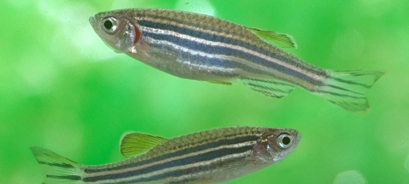 рыбка рерио 5 букв