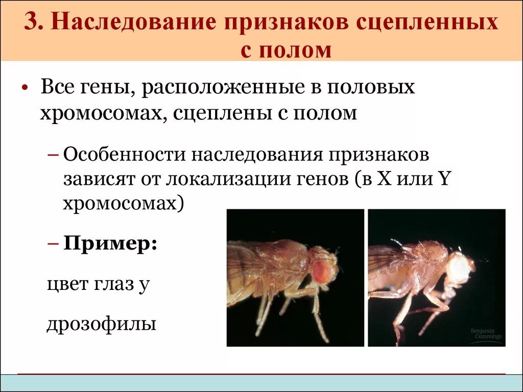 Генетика пола и наследование сцепленное с полом. Генетика пола, наследование признаков, сцепление по полу. Сцепленное с полом наследование и наследование сцепленных признаков.. Признаки сцепленные с полом у животных.