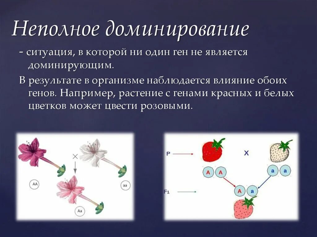 Неполное доминирование биология 10 класс. Неполное доминирование биология 9 класс. Моногибридное скрещивание неполное доминирование. Задачи неполное доминирование анализирующее.