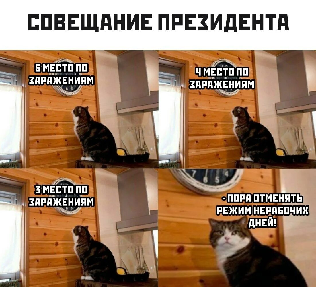 Коротко о погоде прикол. Какие планы картинки прикольные. Анекдот про чувство юмора. Куда высыпаюсь кот. Настроение кот мем.
