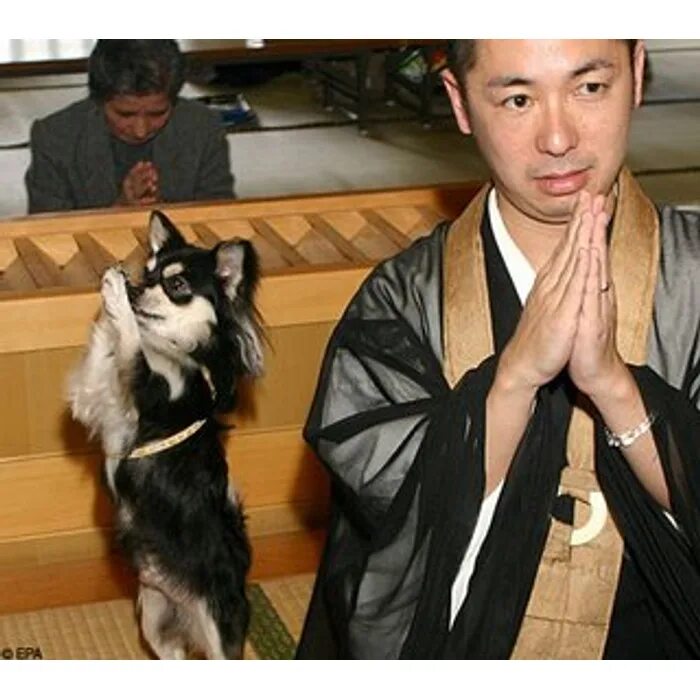 Чарльз бертон барбер «утренняя молитва». Люди ведут себя как животные. Собака молится. Художник “william henry gore. Молящая собачка.