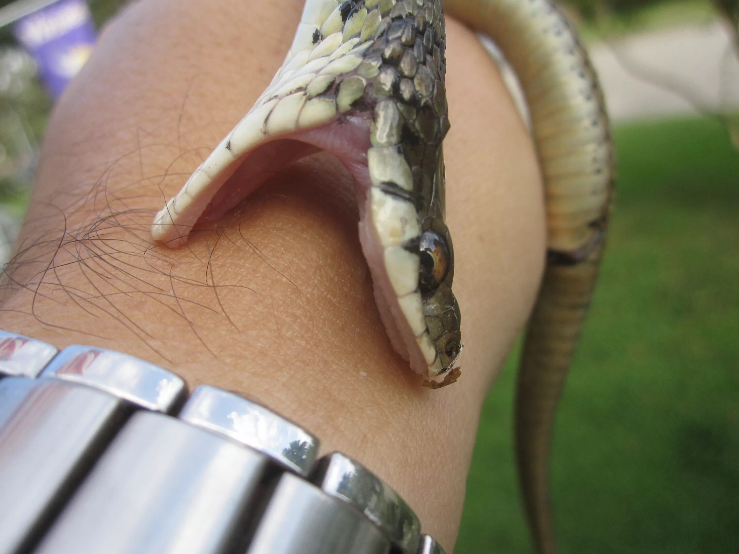 Snake bites. Змеи которые не кусаются.