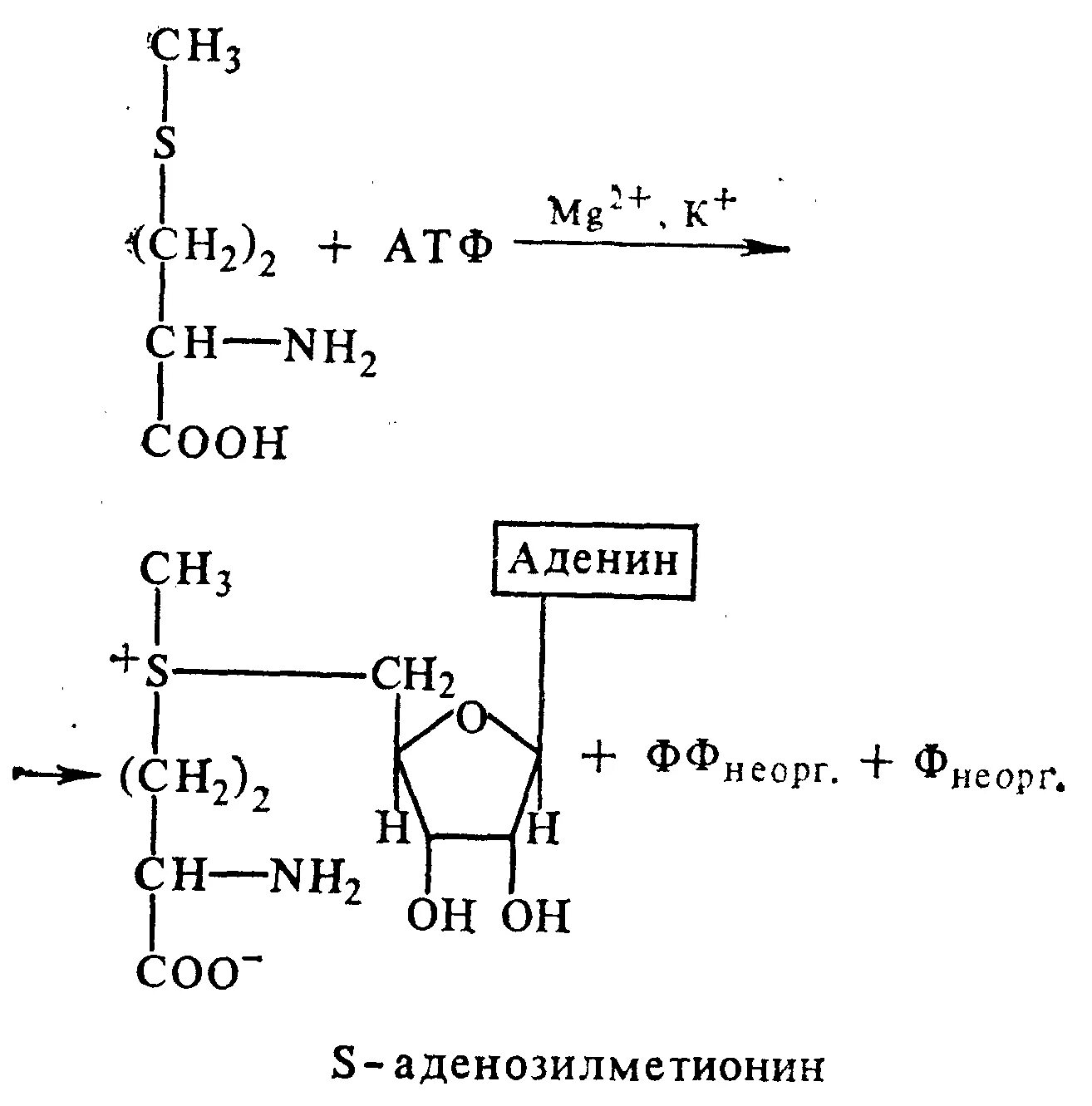 Метионин в аденозилметионин. Метионин аденозилтрансфераза. S-аденозилметионин →Холин. Метионин в s-аденозилметионин. Структура активного метионина