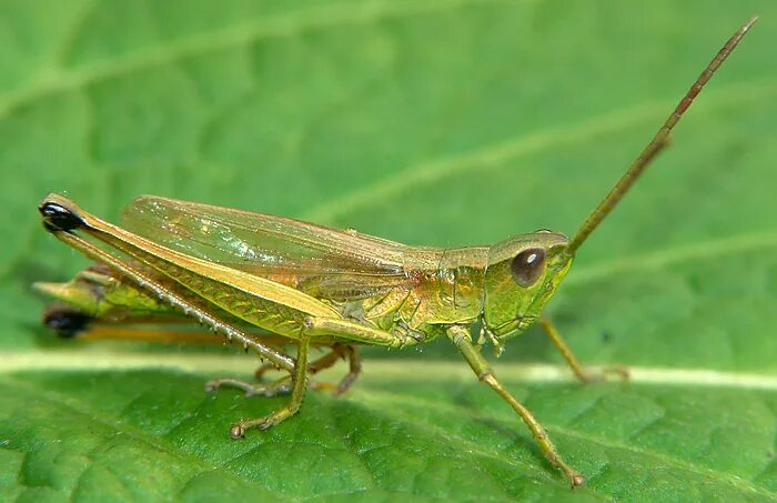 Прямокрылые тип куколки. Личинки прямокрылых. Прямокрылые тип куколки. Перелетная саранча личинки. Прямокрылые тип куколки.