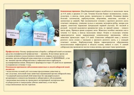 Профилактика сибирской язвы