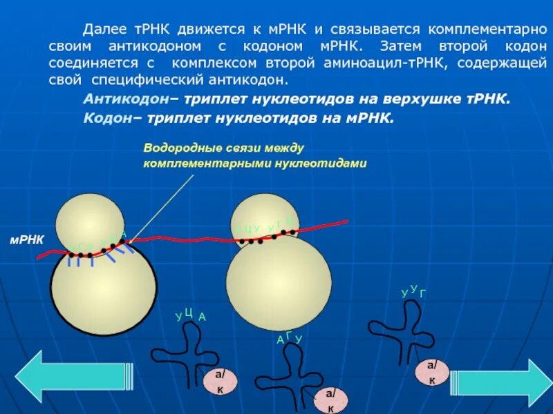 Кодоны т рнк. Кодон и антикодон. Триплет кодон антикодон. Антикодон это в биологии. Антикодоны ТРНК комплементарны.