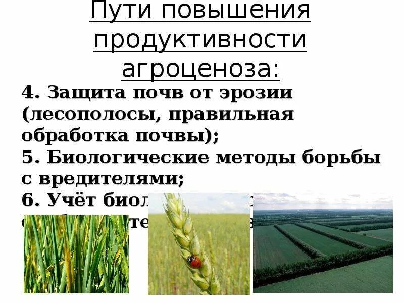 Устойчивый агроценоз. Пути повышения устойчивости и продуктивности агроценозов. Пути повышения продуктивности агроценоза. Пути повышения биологической продуктивности. Обработка почвы агроценоза.