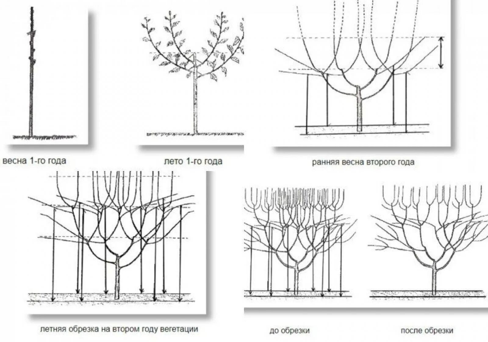 Обрезка молодой черешни весной. Формировка кроны черешни. Австралийский куст формировка черешни схема. Черешня обрезка и формирование кроны. Формировка черешни испанский куст.