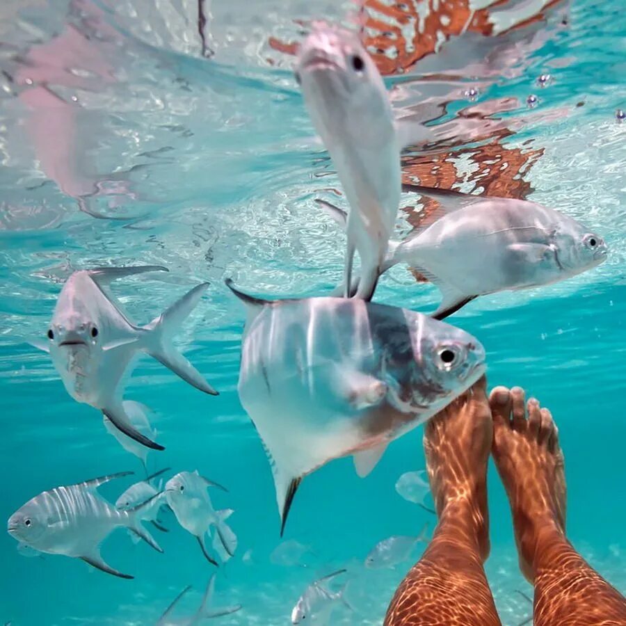 Рыба фэмили. Снорклинг Шарм Эль Шейх. Рыбы в прозрачной воде. Рыбы под водой. Египет рыбки в море.