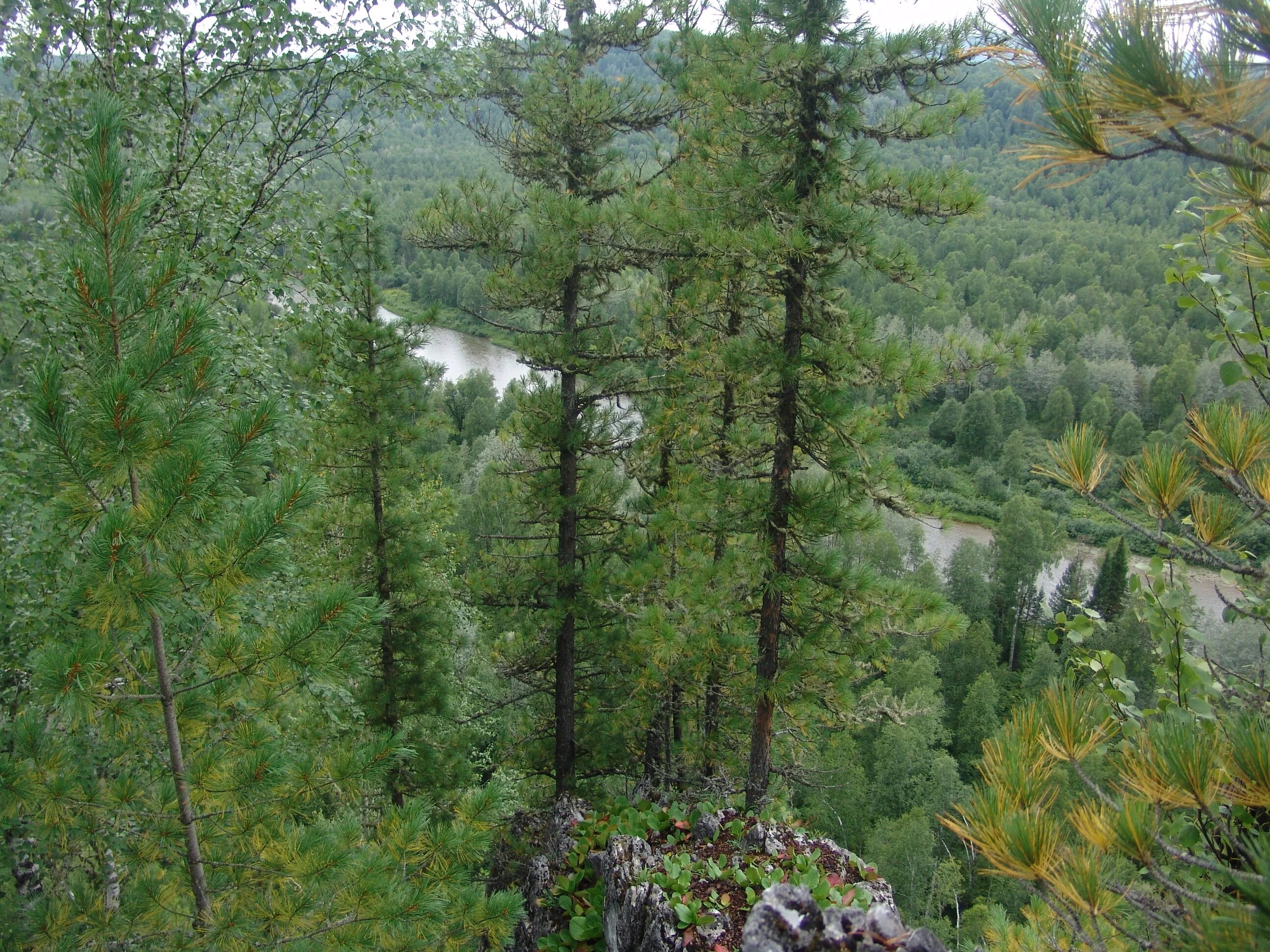 Лесной комплекс кемерово. Кемерово департамент лесного комплекса кузбасс. Министерство лесного хозяйства кемеровской области. Лес кузбасса. Терсинка волгоградская область.